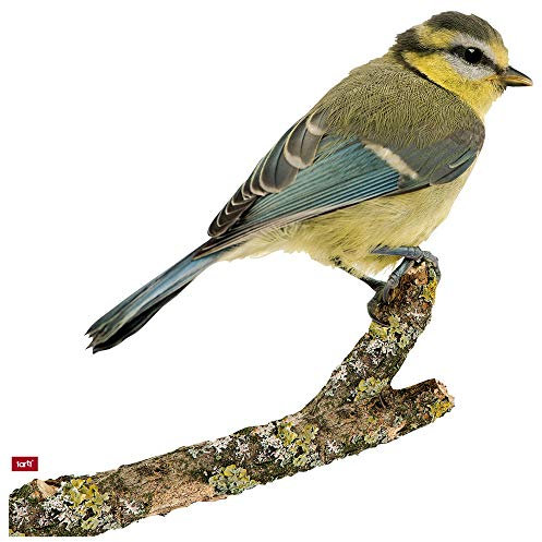 1art1 Vögel Blaumeise Wand-Tattoo | Deko Wandaufkleber für Wohnzimmer Kinderzimmer Küche Bad Flur | Wandsticker für Tür Wand Möbel/Schrank 18x18 cm