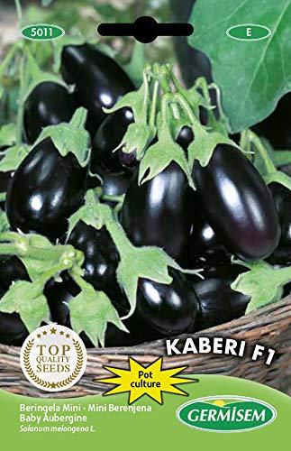 Aubergine Mini Kaberi F1