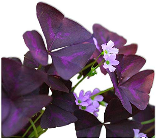 Trébol de la Fortuna Hierba Natural de Exterior de Hojas moradas