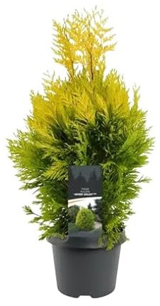 Thuja Natural Árbol Paisajístico Resistente y Fácil de Cuidar