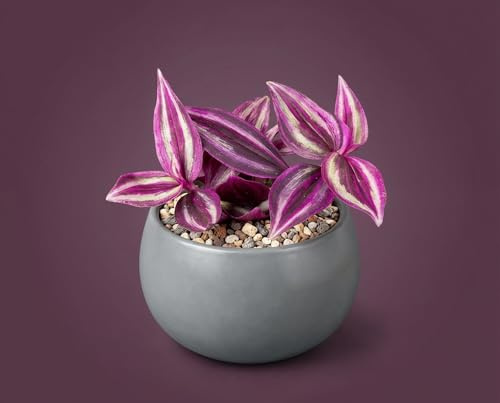 Hängepflanze Tradescantia Pink Paradise - Farbintensive Zimmerpflanze mit purpur-magenta Blättern & silbrigen Streifen - Pflegeleicht aus Südamerika - 6 cm Topf