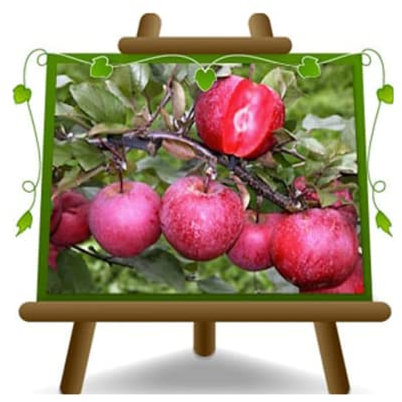 EURO PLANTS VIVAI Melo a Polpa Rossa Frutto Antico Resistente alla Ticchiolatura Altezza 170~200 cm Età 4 Anni Vaso 26 cm