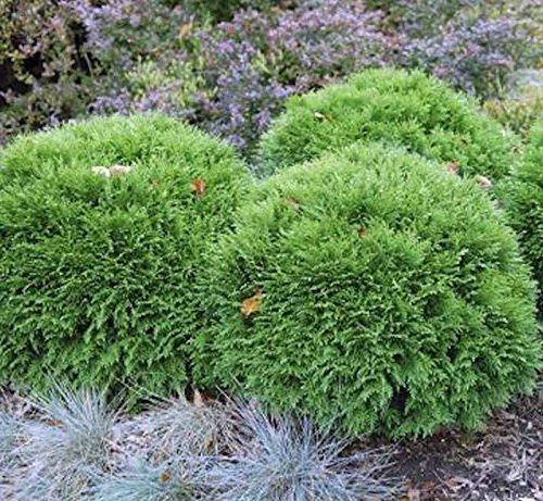 Bubikopf Lebensbaum Mr Bowling Ball 25-30cm - Thuja occidentalis
