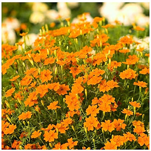 PREMIER SEEDS DIRECT - Marigold TAGETES Orange GEM 400 Seeds