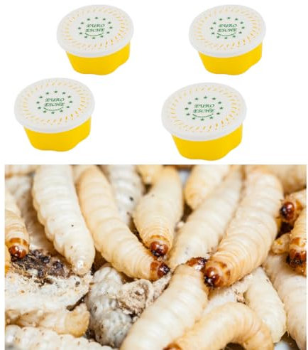 4 Dosen je ca 40 STK Hochwertige Bienenmaden, Wachsmaden, Forellenköder, Angelköder, Futtertiere Frisch und Lebend