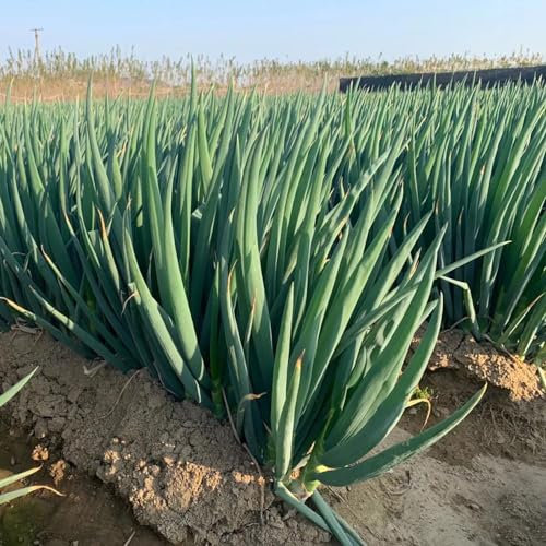 900 pz Semi di porro resistenti pianta da giardino di erbe aromatiche al coperto (Allium porrum) Giardino regalo di semi di ortaggi biologici Balcone delle piante dell'orto piante