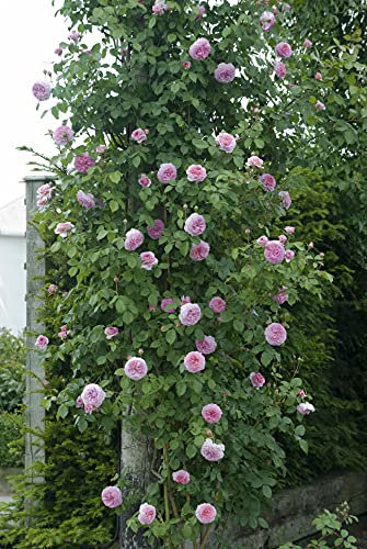 James Galway - 5.5lt Potted David Austin Climbing Garden Rose - Large Numbers of Fragrant Pink Blooms - Strong Health Grower.