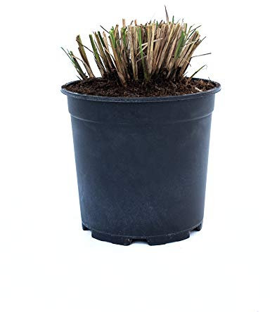 Chinaschilf Zebrinus - Chinagras - Zebragras - Stachelschweingras - Miscanthus sinenesis Zebrinus (5 Liter-Topf)