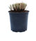 Chinaschilf Zebrinus - Chinagras - Zebragras - Stachelschweingras - Miscanthus sinenesis Zebrinus (5 Liter-Topf)