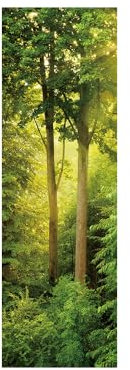 HAHII Adesivi per frigorifero per coprire porte piene 3D boschi verdi, autoadesivi, adesivo professionale in vinile per porta del frigorifero, 60 x 150 cm, OLKS-9986