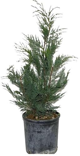 Thuja. Garden Talamonti.