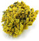 Geflügelter Strandflieder - Limonium sinuatum - Gelb