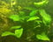 Anubia Mutterpflanze XXL 20-30 cm, Anubias, große barschfeste Wasserpflanzen für das Aquarium, Aquarienpflanzen