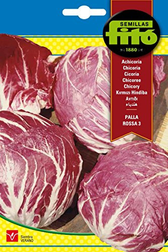 Semillas Fitó 3082 - Semillas de Achicoria Palla