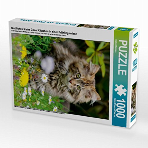 CALVENDO Puzzle Niedliches Maine Coon Kätzchen in Einer Frühlingswiese 1000 Teile Puzzle hoch | 1000 Teile Lege-Größe 48 x 64 cm Foto-Puzzle für glückliche Stunden