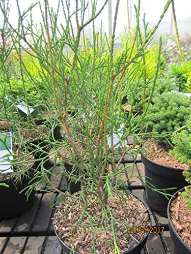 Thuja orientalis Balaton - Orientalischer Lebensbaum Balaton