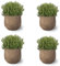 Orégano Pack de 4 Plantas Naturales para Cocinar en Maceta Ø10 Altura 20 cm Interior y Exterior Hierba Aromática para Huerto Urbano y Jardín