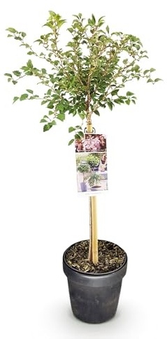 Fuji Cerise Prunus incisa Kojou-no-mai - 19 cm de hauteur : environ 90 cm - Plante de terrasse à fleurs blanches - Résistante à l'hiver et à feuilles caduques