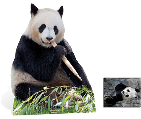 Fan Pack - Riesen Panda Bär Bambus halten Lebensgrosse Pappfiguren / Stehplatzinhaber / Aufsteller - Enthält 8X10 (25X20Cm) starfoto