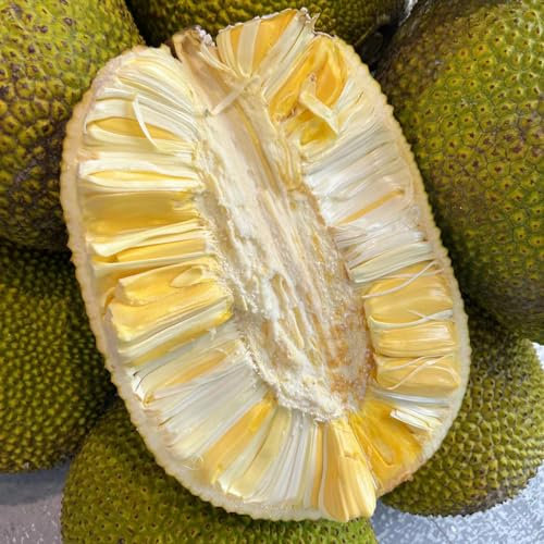 12 piezas semillas de yaca, fruto columnar, plantas de balcón robustas, resistentes Artocarpus heterophyllus, Plantas de balcón resistentes perennes, regalo de semillas. Plantas perennes