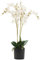 Leaf Design UK Realistic Artificial Orchid Flower Display in Pot, White, 60cm