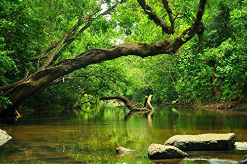 DSCHUNGEL Fototapete VLIES-500x280 cm (4159A)-Natur Landschaft Bäume Regenwald Pflanzen Wasserfall Wald-Inkl. Kleister-Vliestapete Bild Dekoration Wand-Dekor Moderne Motiv-Tapete Panorama Poster XXL