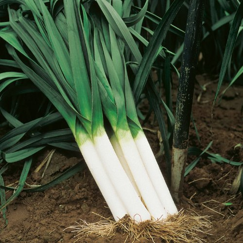 1000 Large American Flag Leek Seeds for Planting Short Day Italian Heirloom Onion. Non GMO 3.2 Grams Garden Vegetable Bulk Survival