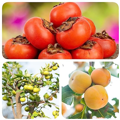 30 Stücke kakibaum winterhart kaufen - kaki baum pflanze - obstbäume, obst frisch, säulenobst (Diospyros kaki) winterharte kübelpflanzen,garten geschenk hochbeet samen, gartenpflanzen