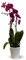 Attitude Jardin - Orchidée fuchsia - double branche - phalaenopsis - 60-70 cm - ⌀ 12 cm - cache pot en céramique blanc