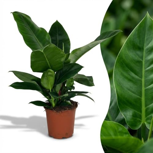 Green boutiQ - Zimmerpflanze - Philodendron - Philodendron Imperial Green - Grün - Pflegeleicht - 1 Pflanze - Topf 19cm - Höhe 65cm