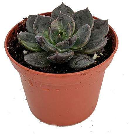 Suculenta Black Prince - Echeveria - Maceta de 6.35 cm