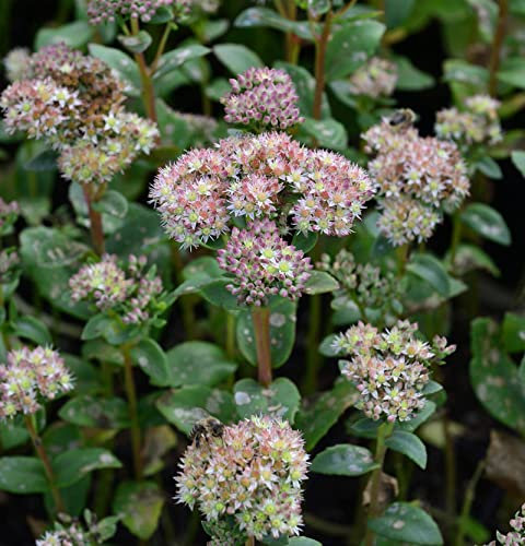 Große Fetthenne - Sedum telephium - lebende Gartenpflanze aus den Baumschulen