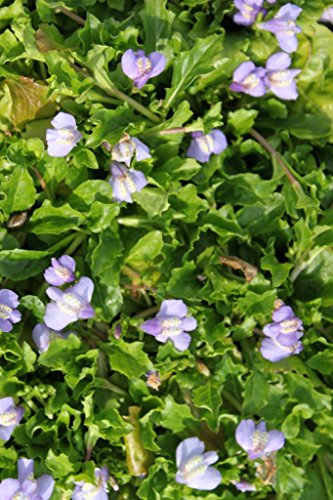 WASSERPFLANZEN WOLFF - 2er-Set - winterhart! - Mazus reptans - Himalaya Lippenmäulchen, blau - QUALITÄTSSTAUDEN