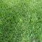 Grassamen Rasensamen Super-Strap-Rasen robust (10 kg)
