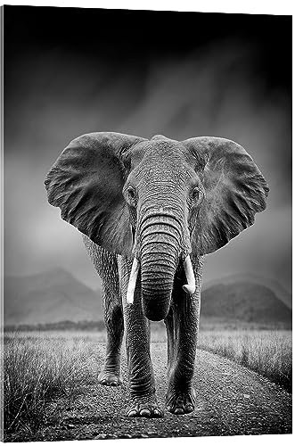 Posterlounge Éléphant en noir et blanc Tableau en verre acrylique 13 x 18 cm Noir et blanc Tableaux Décoration murale