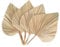 JANZU 4Pcs Dried Palm Leaves Dried Palm Fans Bohemian Dried Palm Spears Artificial Plants Palm Leaves Tropical Palm Leaves