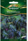 Wachsblume, Cerinthe major purpurescens, ca. 10-20 Samen