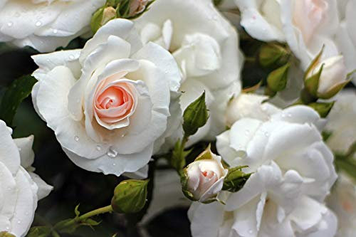 Margaret Merrill Floribunda Garden Rose Bush in 4lt Pot (Live Plants)