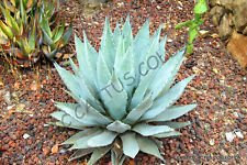 Seltene Agave parryi VAR. COUSEI @ Hardy Exotic Sukkulente Aloe Samen 50 Samen