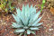 Seltene Agave parryi VAR. COUSEI @ Hardy Exotic Sukkulente Aloe Samen 50 Samen