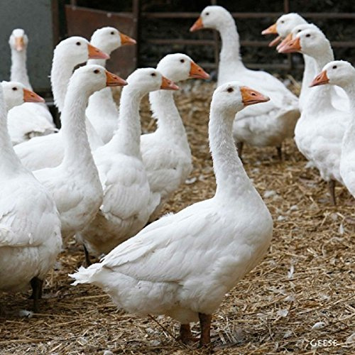 CSP Geese Greeting Card with sound,Multi colour,15cm x 15cm x 0.2cm