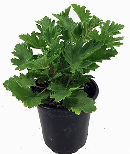 DECOALIVE 0 Geranio Antimosquitos, Verde