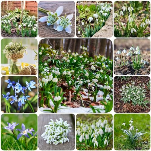 12 pcs blumenzwiebel schneeglöckchen zwiebeln - extrem winterharte kübelpflanzen,Galanthus nivalis, kübelpflanzen blumen balkon zwiebeln gartenpflanzen winterhart bonsai topf stauden