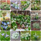 12 pcs blumenzwiebel schneeglöckchen zwiebeln - extrem winterharte kübelpflanzen,Galanthus nivalis, kübelpflanzen blumen balkon zwiebeln gartenpflanzen winterhart bonsai topf stauden