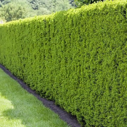 Heckeneibe, Taxus media Hillii, 3er-Set, Höhe 40-50 cm, Topf 5 Liter