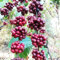 Kaffeepflanze samen - indoor kräutergarten kaffeebohnen samen winterharte kübelpflanzen baumsamen Kaffeepflanze gartenpflanzen kaffee bohnen samen winterharte balkonpflanzen - Seltene 150pcs