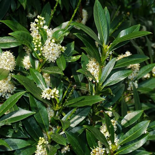 kirschlorbeer pflanzen samen - balkonpflanzen winterhart kirschlorbeer baum bonzai baum pflanzendeko bodendecker gartendeko für draußen winterharte pflanzen für balkon deko pflanze 150pcs