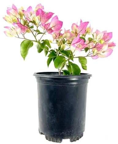Buganvilla Planta Natural - Flores en Temporada - Planta Veranera - Bugambilia