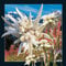 Worth Keeping 3D Grußkarte - Edelweiss