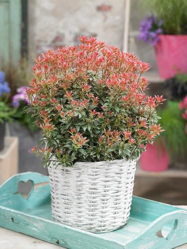 Meredith Nurseries 2Ltr Pot Pieris Japonica Little Heath Variegated Garden Shrub (1 Pack )
